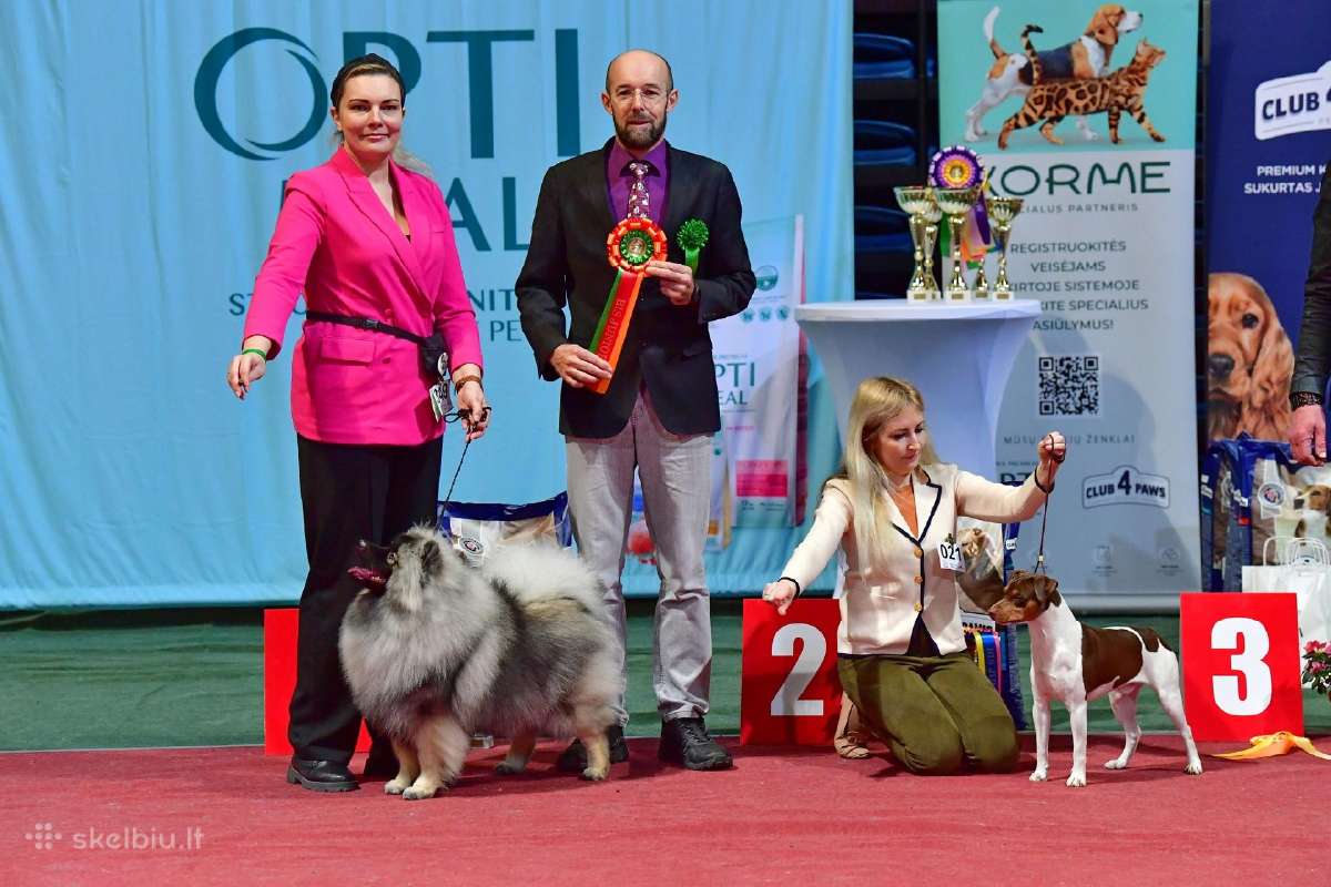 Volfšpicai (keeshond) gimė 08-03 - nuotraukos Nr. 31