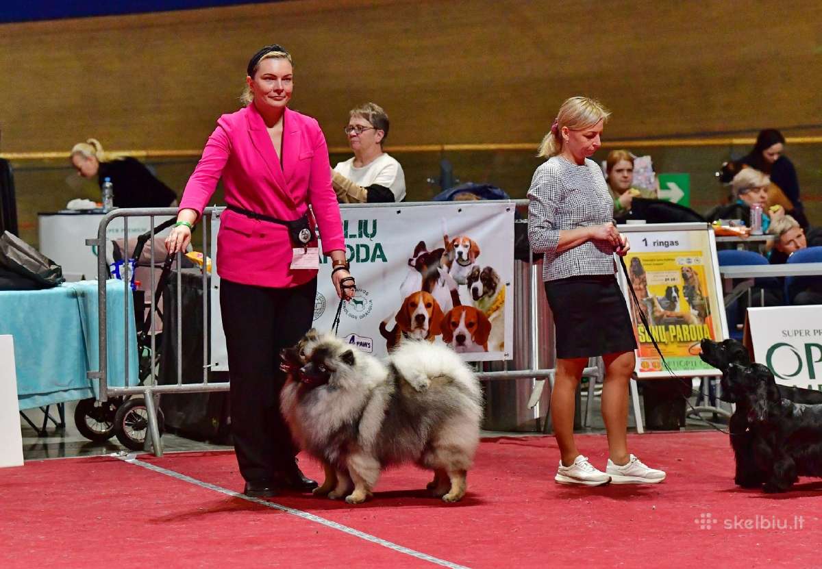 Volfšpicai (keeshond) gimė 08-03 - nuotraukos Nr. 32