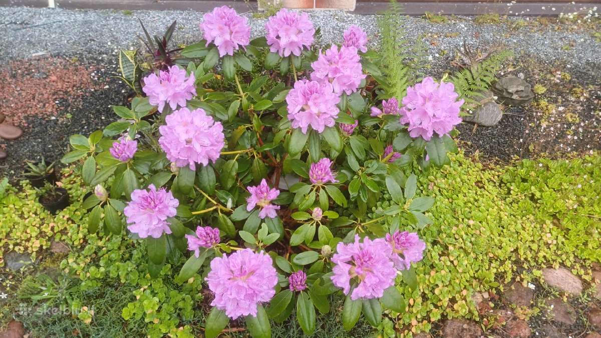 Rododendrai - nuotraukos Nr. 2