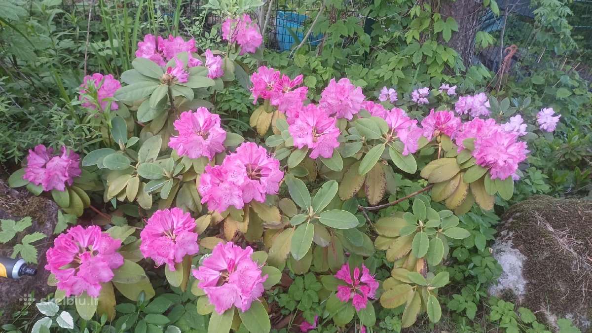 Rododendrai - nuotraukos Nr. 3