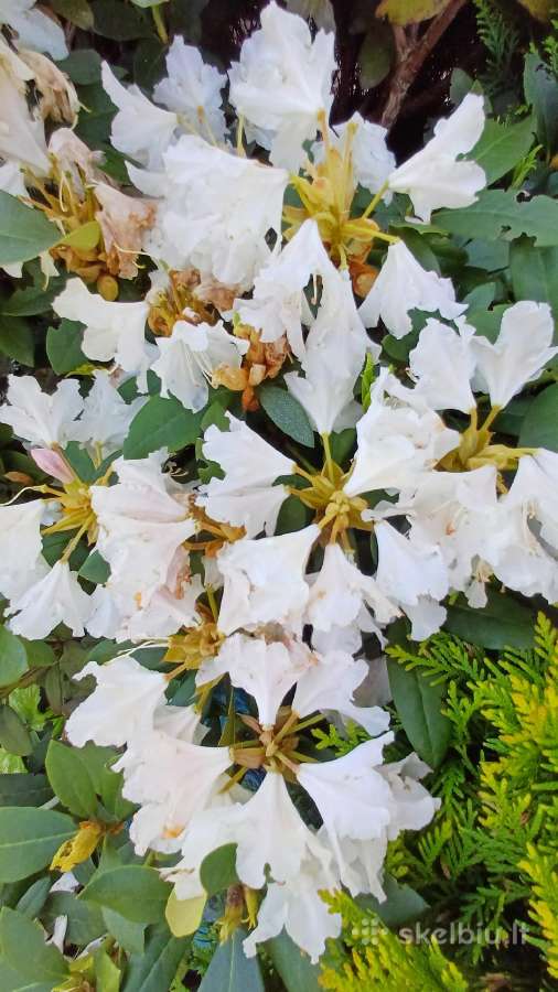 Rododendrai - nuotraukos Nr. 4