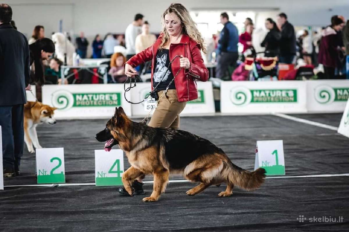 Ilgaplaukis Vokiečių Aviganių patinukas! - nuotraukos Nr. 7