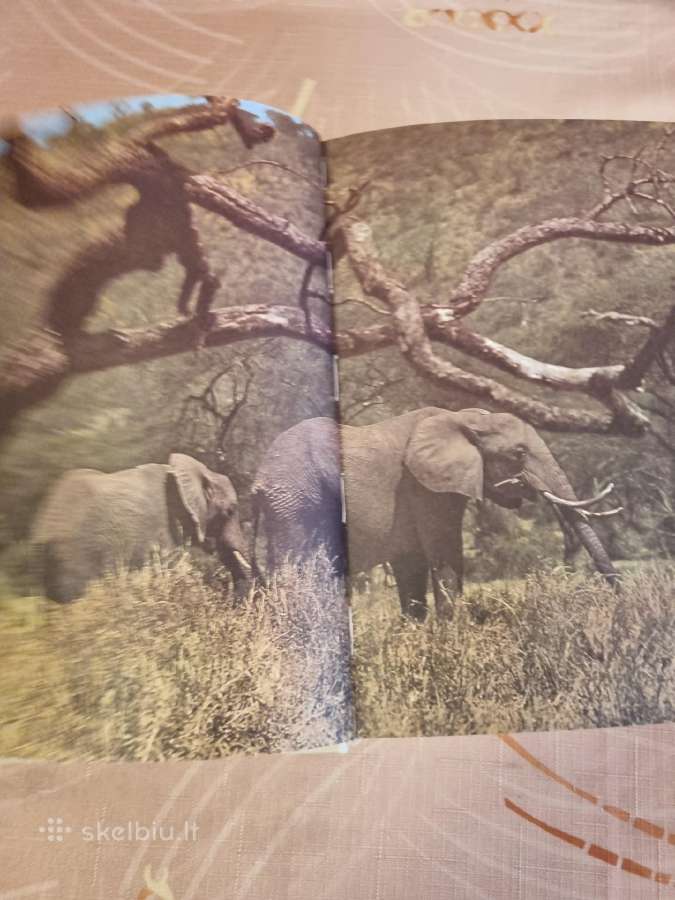Safari šalia Kilimandžaro - nuotraukos Nr. 6