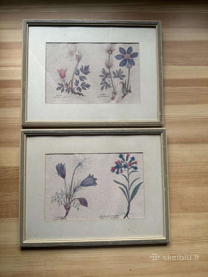 Botaniniai printai