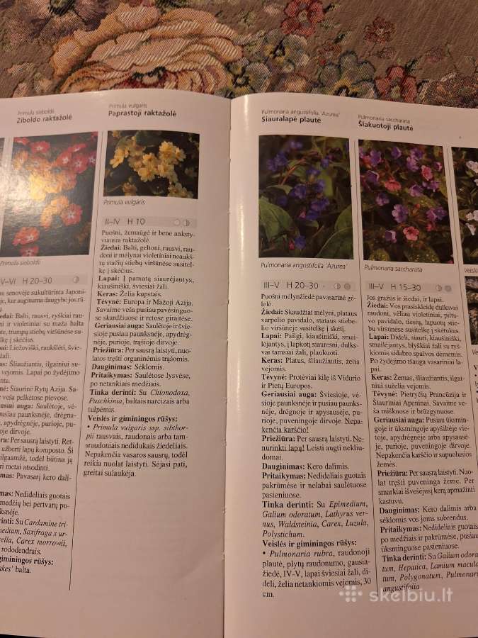 Sodo gėlės. Puikus žinynas - nuotraukos Nr. 6
