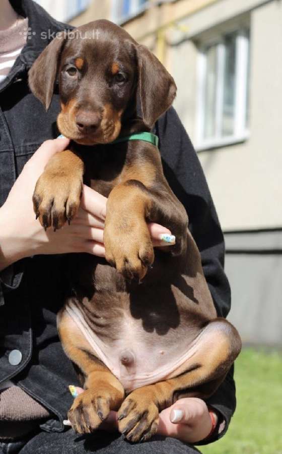 Dobermanai - nuotraukos Nr. 2