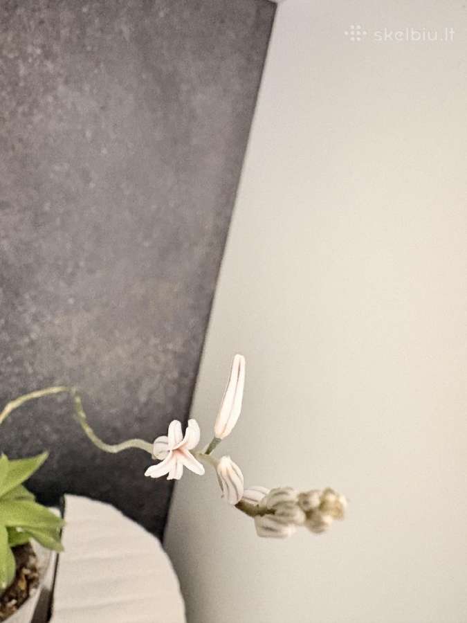 Haworthia cymbiformis 'Variegata' - nuotraukos Nr. 6
