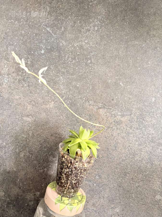 Haworthia cymbiformis 'Variegata' - nuotraukos Nr. 7