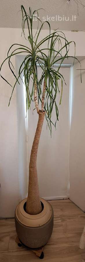 Parduodame palmę noliną