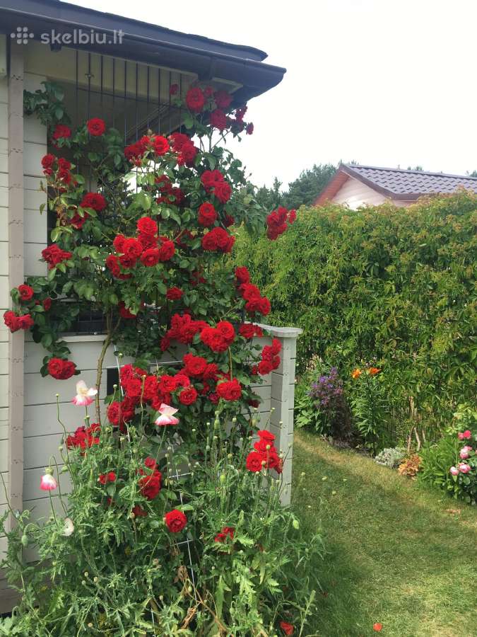 Smėlio smiltys - Kunigiškėse 300m nuo jūros - nuotraukos Nr. 14