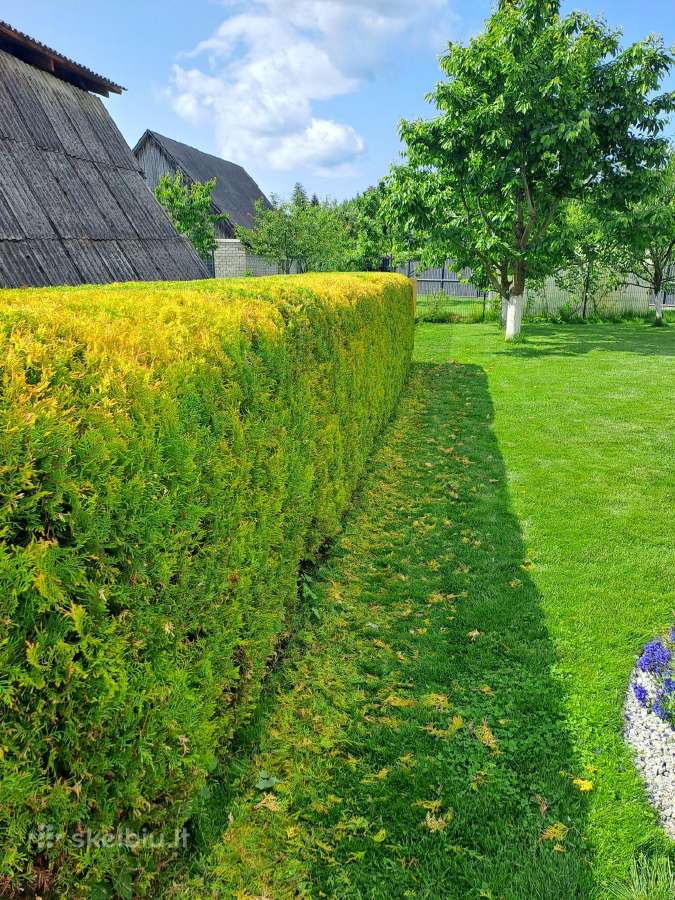 Gyvatvorių karpymas, žeminimas, formavimas - nuotraukos Nr. 18