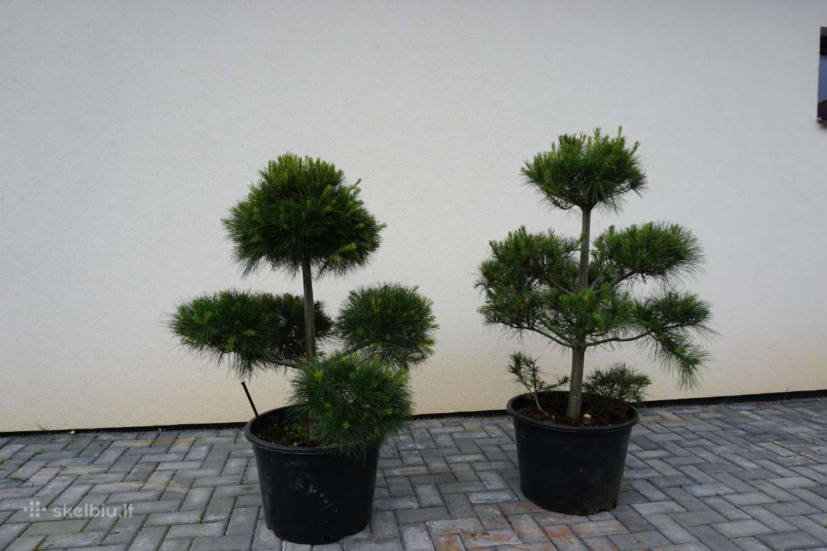 Pinus Mugo Gnom kalninė pušis - Bonsai - nuotraukos Nr. 12