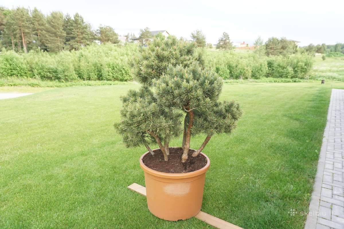 Pinus Mugo Gnom kalninė pušis - Bonsai - nuotraukos Nr. 8