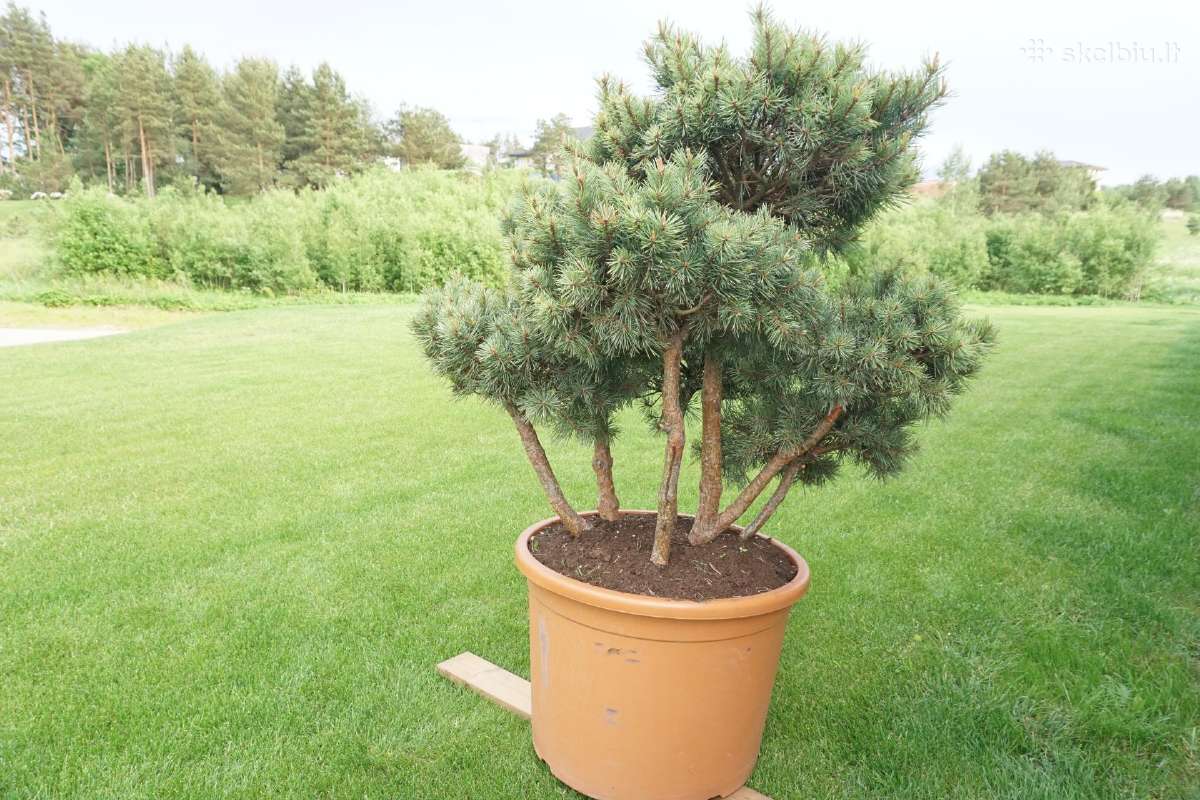 Pinus Mugo Gnom kalninė pušis - Bonsai - nuotraukos Nr. 10