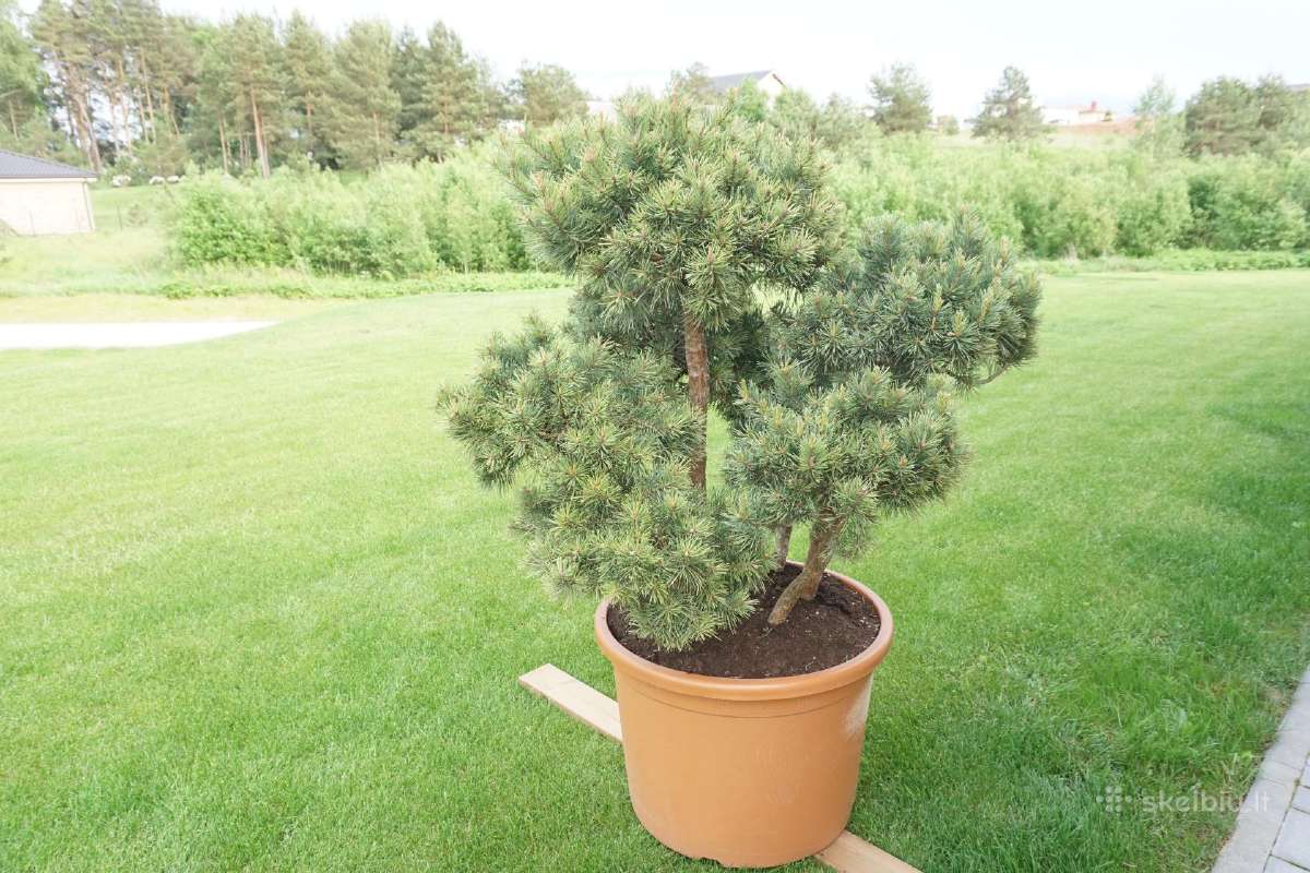 Pinus Mugo Gnom kalninė pušis - Bonsai - nuotraukos Nr. 9