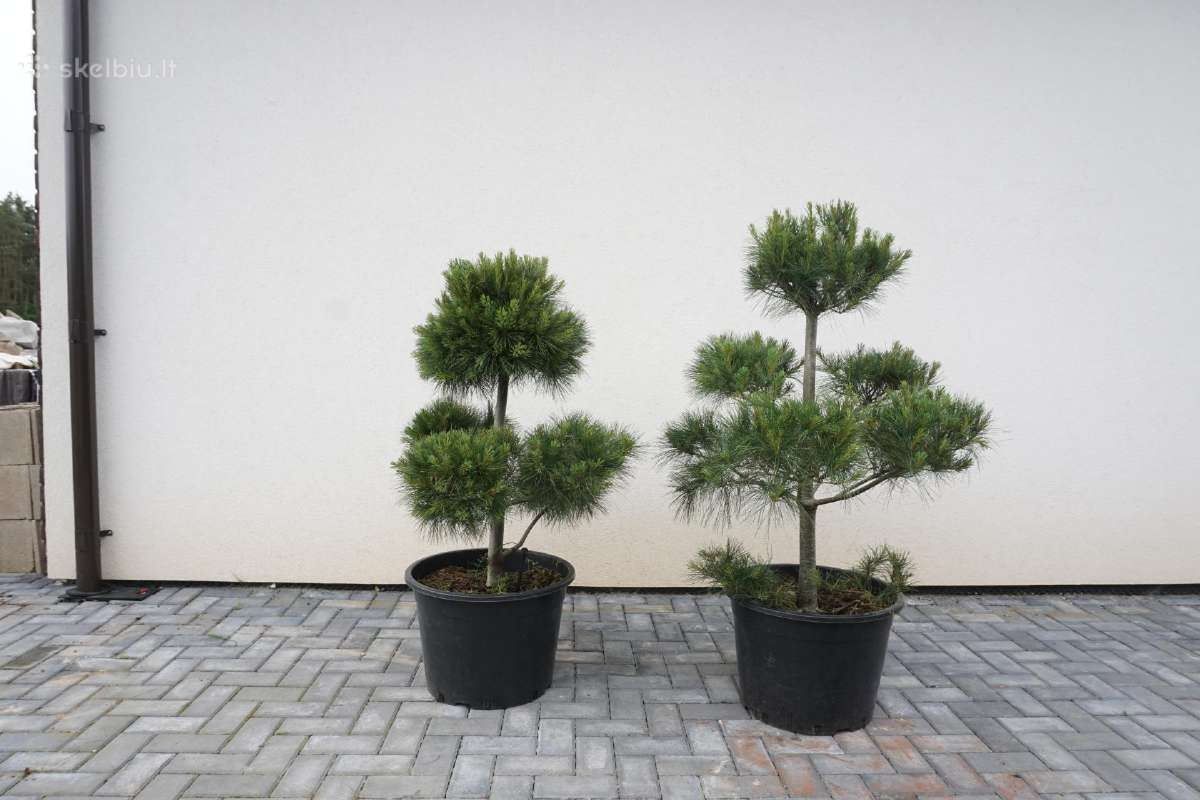 Pinus Mugo Gnom kalninė pušis - Bonsai - nuotraukos Nr. 13