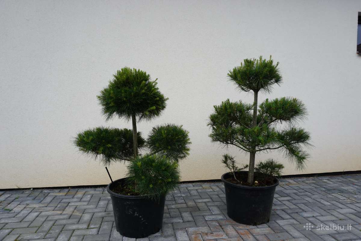 Pinus Mugo Gnom kalninė pušis - Bonsai - nuotraukos Nr. 14
