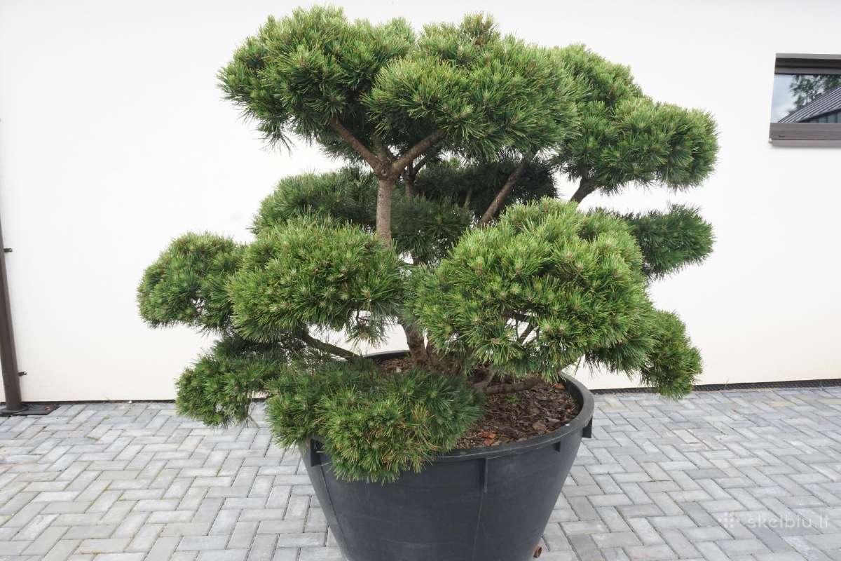 Pinus Mugo Gnom kalninė pušis - Bonsai - nuotraukos Nr. 2