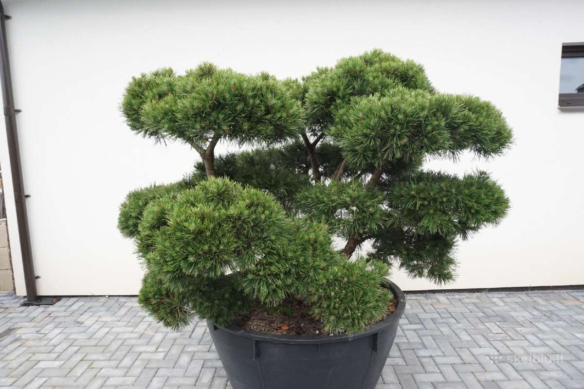 Pinus Mugo Gnom kalninė pušis - Bonsai - nuotraukos Nr. 5