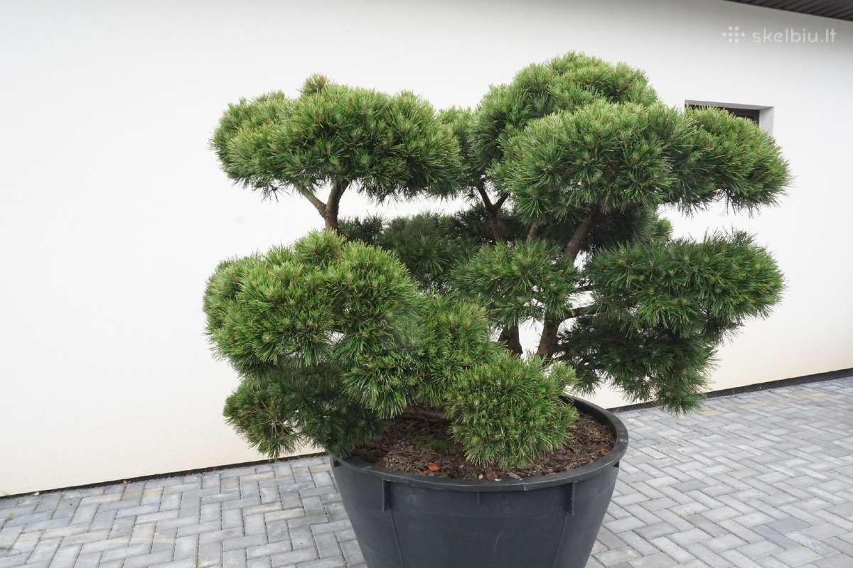 Pinus Mugo Gnom kalninė pušis - Bonsai - nuotraukos Nr. 3
