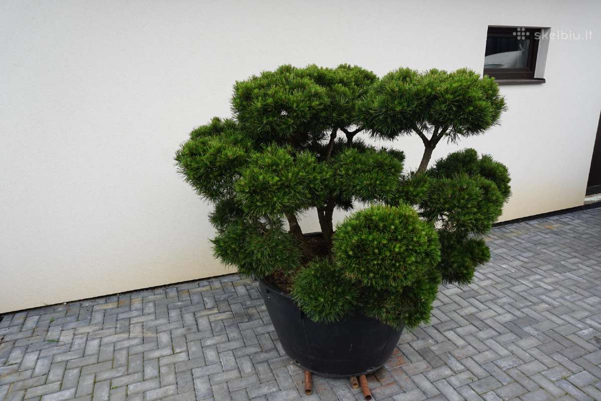 Pinus Mugo Gnom kalninė pušis - Bonsai - nuotraukos Nr. 4