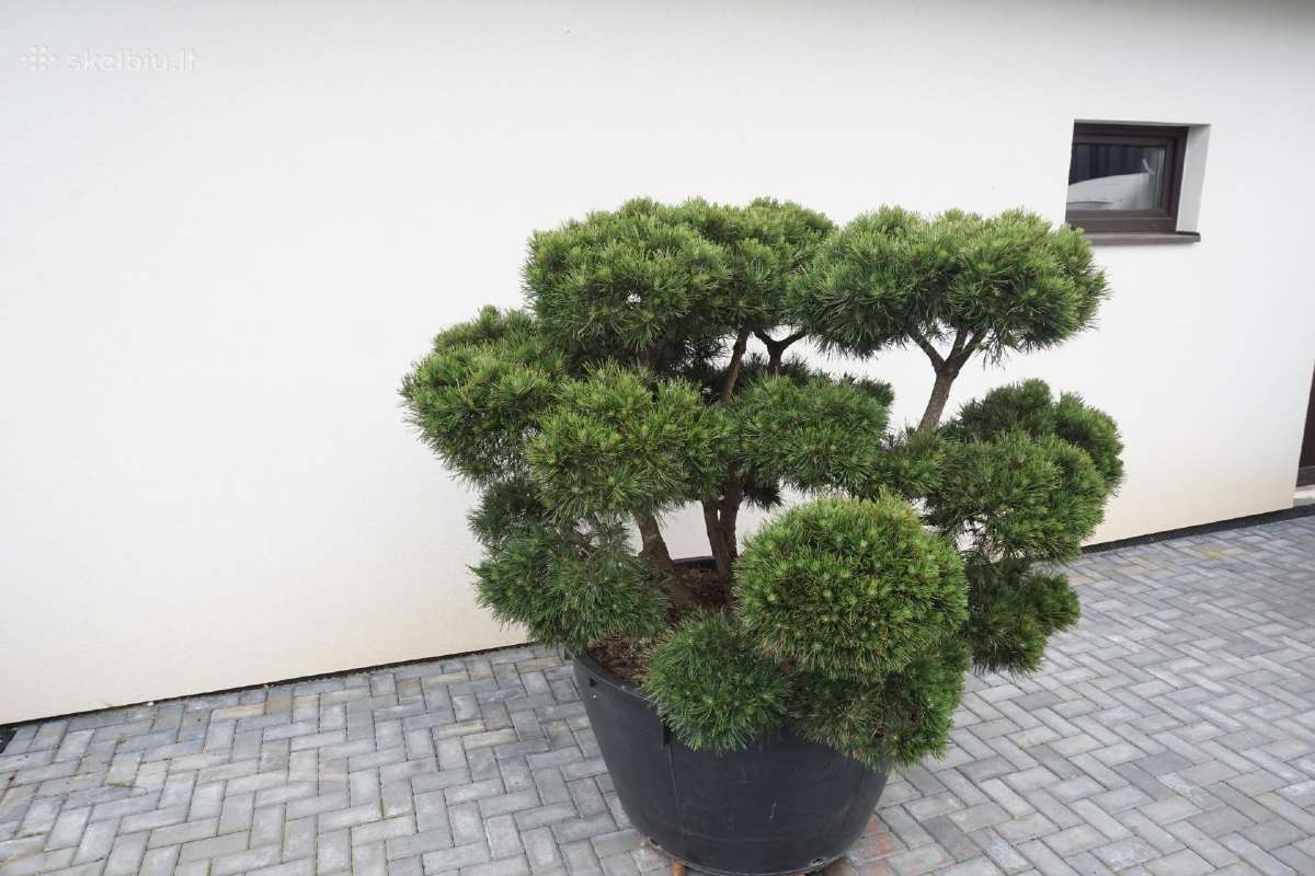 Pinus Mugo Gnom kalninė pušis - Bonsai - nuotraukos Nr. 7