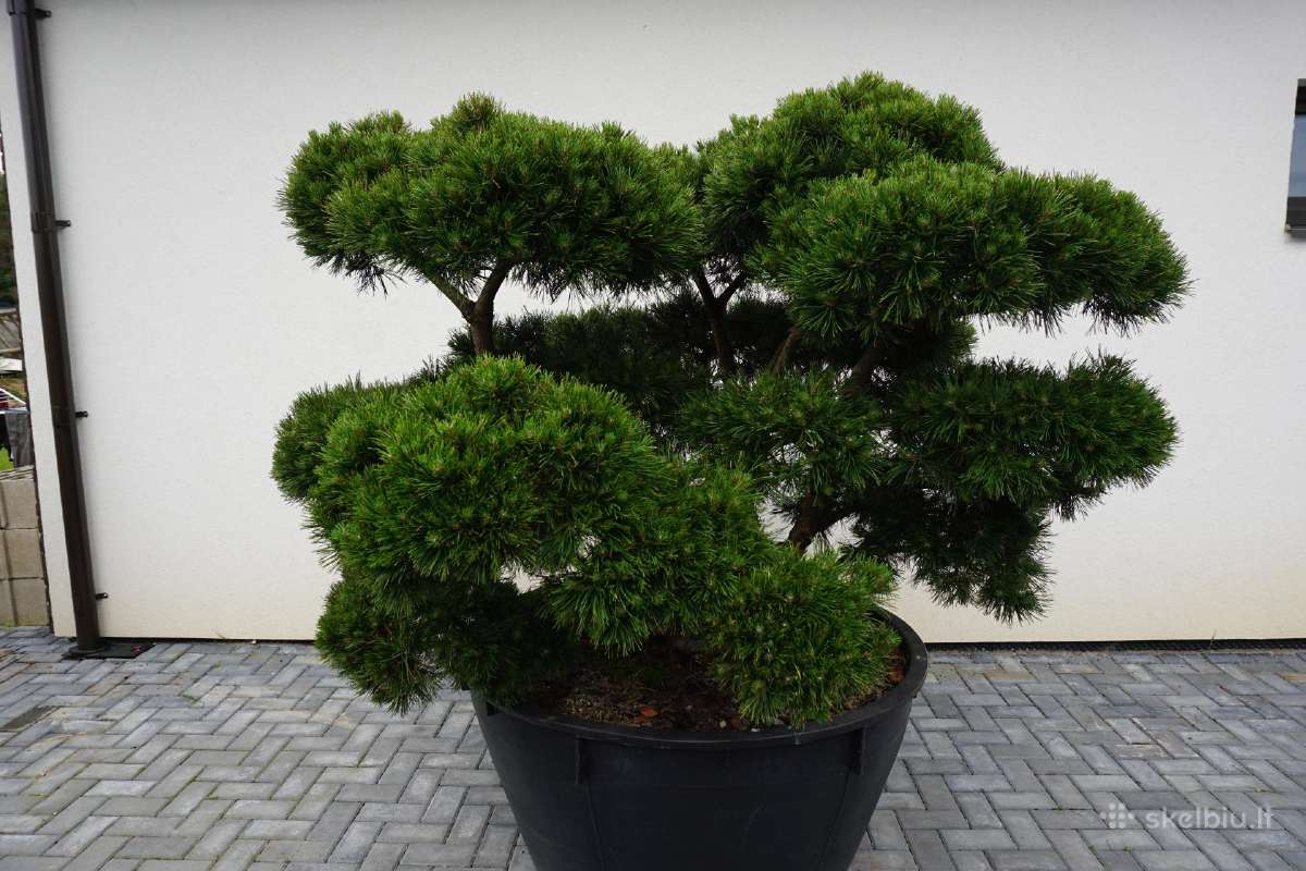 Pinus Mugo Gnom kalninė pušis - Bonsai - nuotraukos Nr. 6