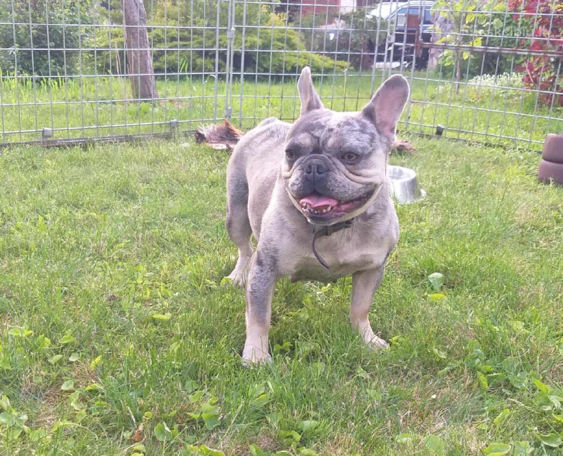 Prancuzu buldogai/prancuziukai/french bulldog - nuotraukos Nr. 14