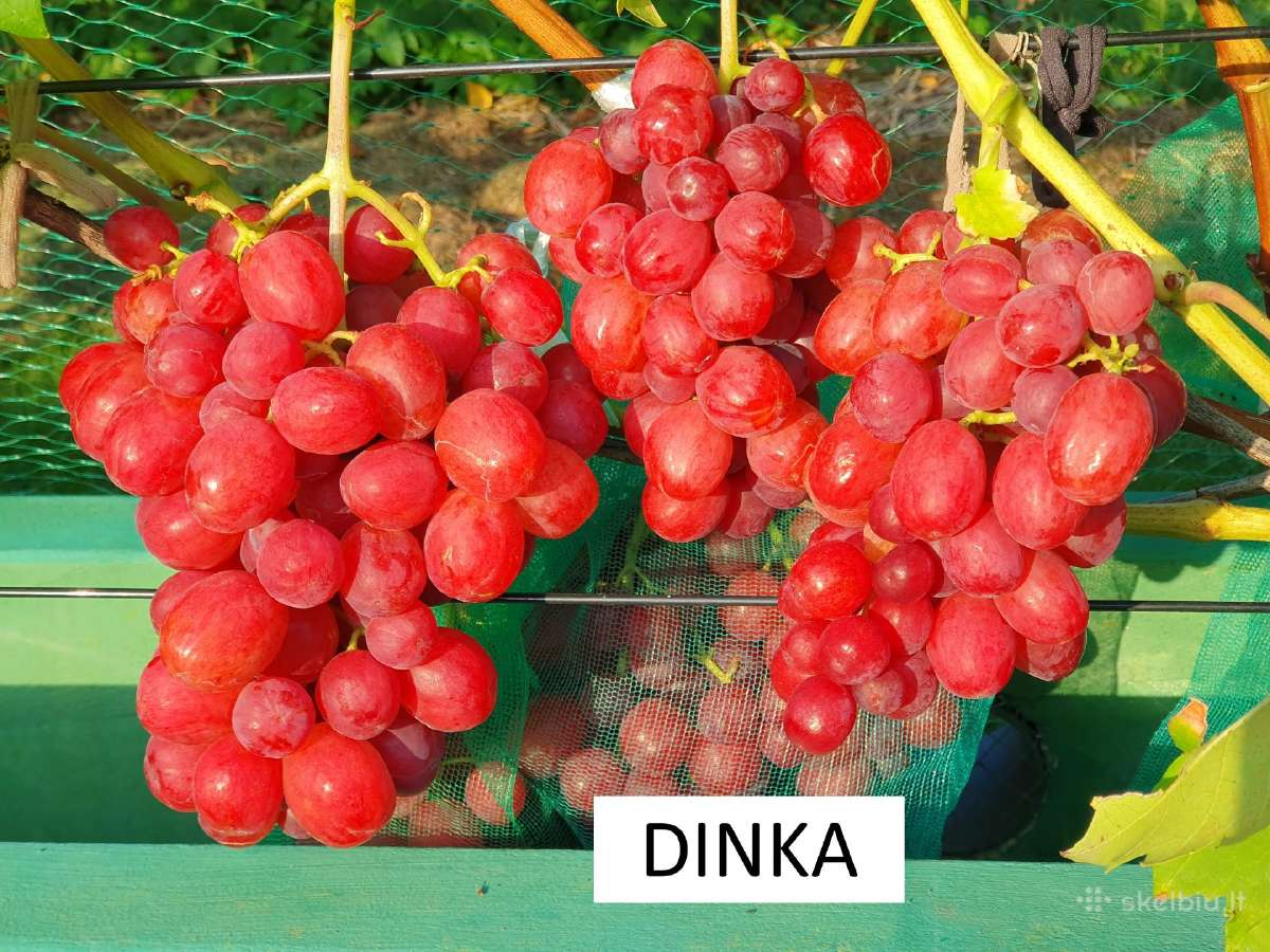Vynuogių Sodinukai - nuotraukos Nr. 2