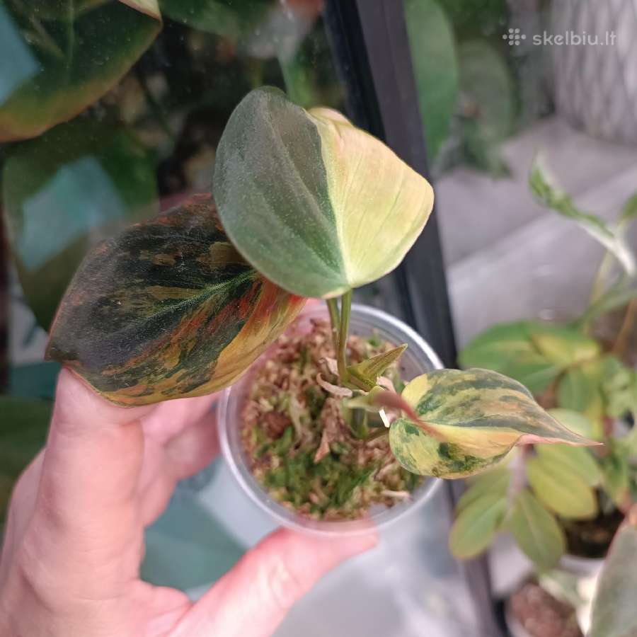 Philodendron Micans Aurea / Pink variegated