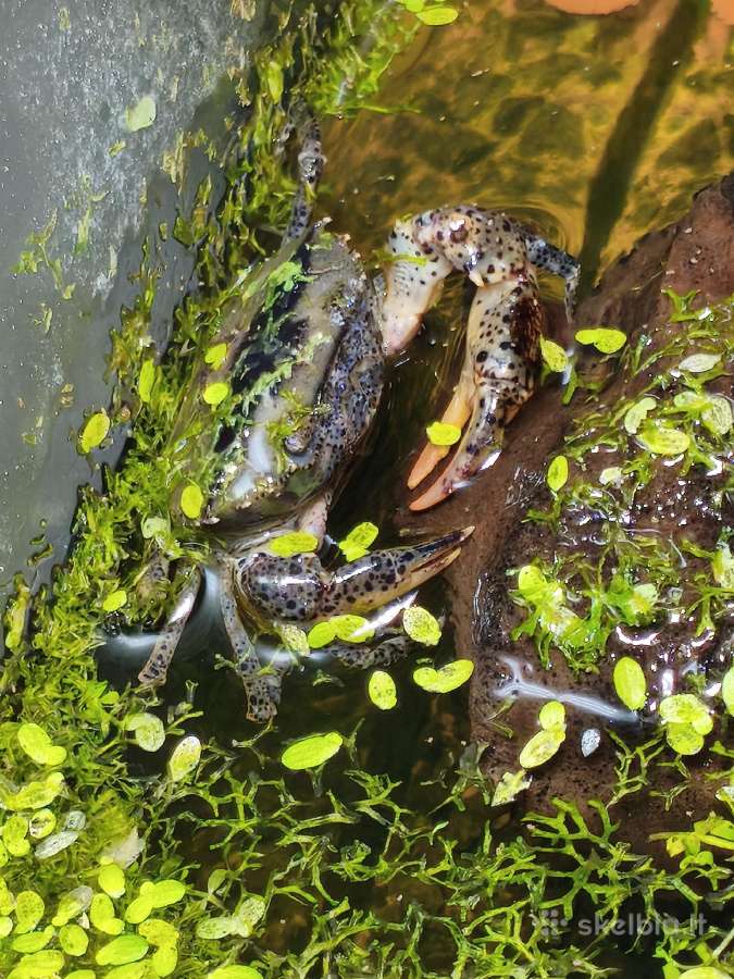 Parduodu Mekhong Semthelpusa krabus