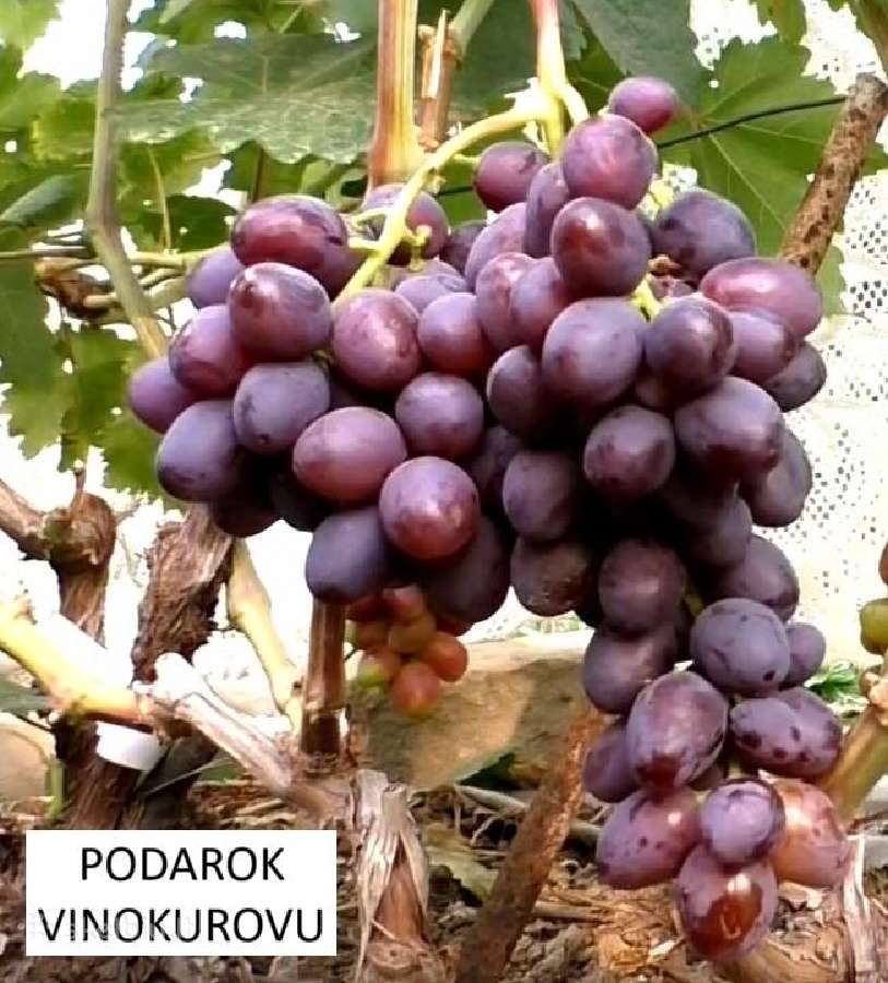 Vynuogių Sodinukai - nuotraukos Nr. 11