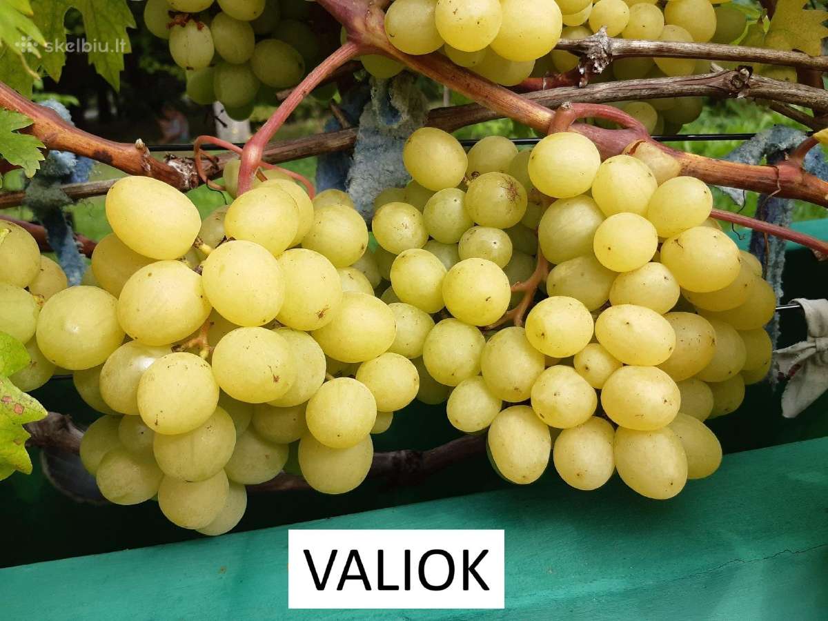 Vynuogių Sodinukai - nuotraukos Nr. 7