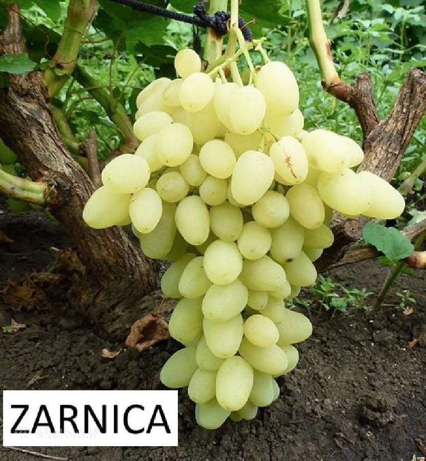 Vynuogių Sodinukai - nuotraukos Nr. 13