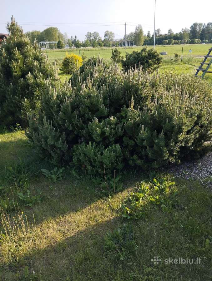 Parduodu pušis išsikasti patiems. - nuotraukos Nr. 5