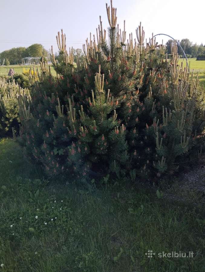 Parduodu pušis išsikasti patiems. - nuotraukos Nr. 6