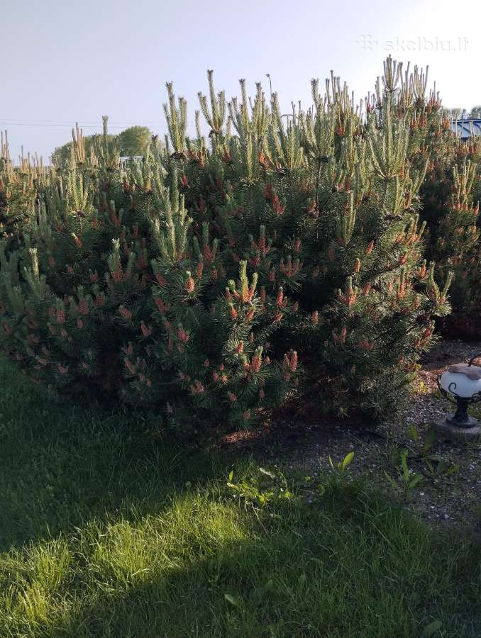 Parduodu pušis išsikasti patiems. - nuotraukos Nr. 7