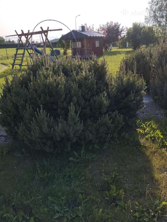 Parduodu pušis išsikasti patiems. - nuotraukos Nr. 8