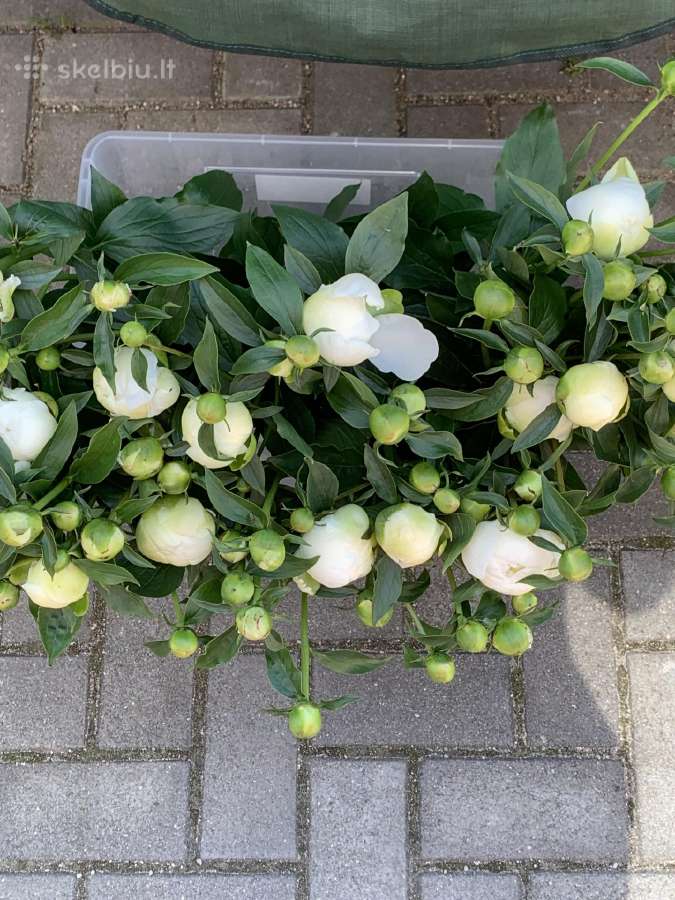 Parduodami balti skinti bijūnai. - nuotraukos Nr. 9