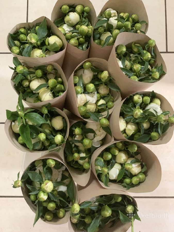 Parduodami balti skinti bijūnai. - nuotraukos Nr. 10