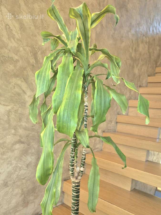 Kambarine gėlė- Dracaena.(120cm.aukštis) - nuotraukos Nr. 4