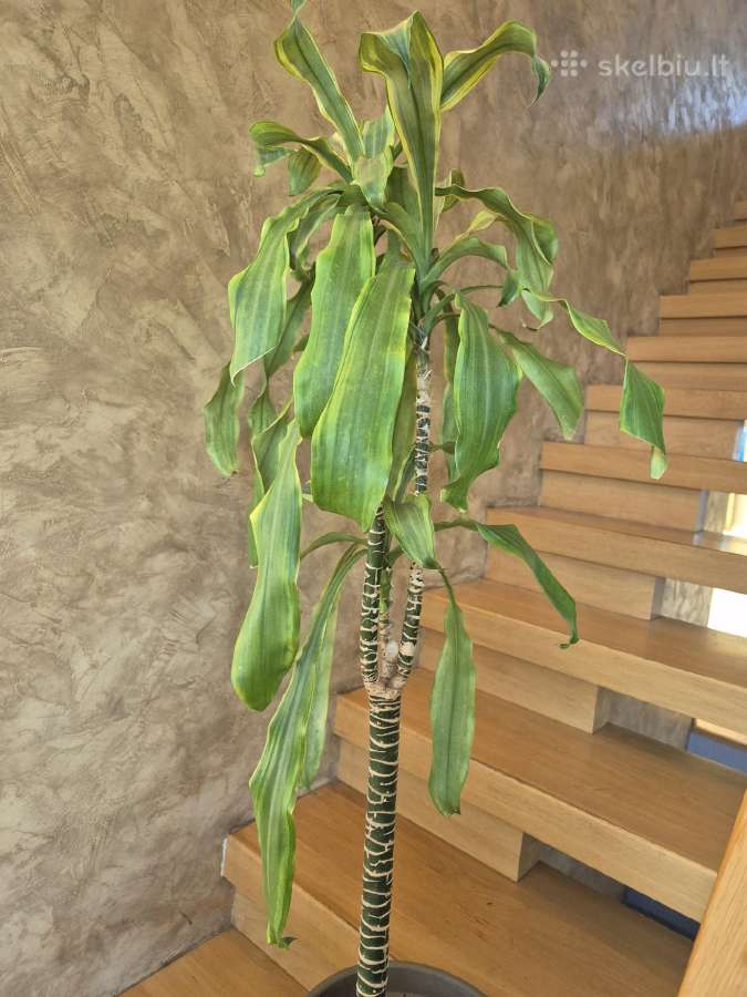 Kambarine gėlė- Dracaena.(120cm.aukštis) - nuotraukos Nr. 7