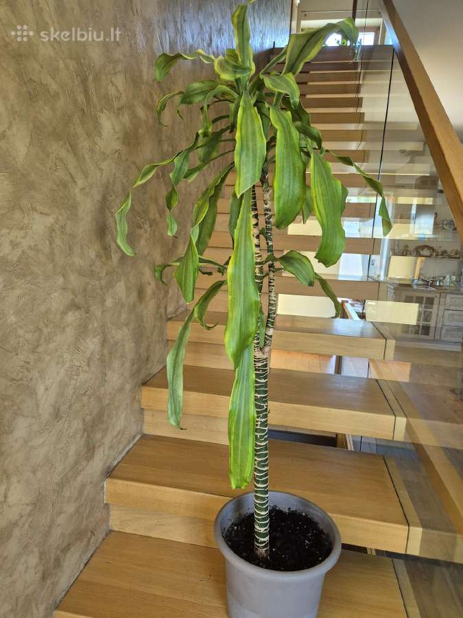 Kambarine gėlė- Dracaena.(120cm.aukštis) - nuotraukos Nr. 5