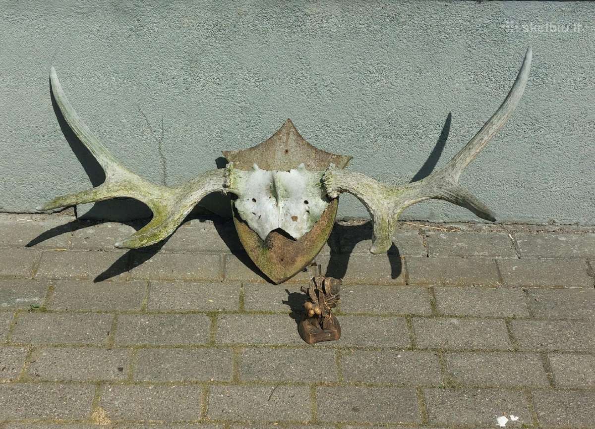 Briedžio ragai