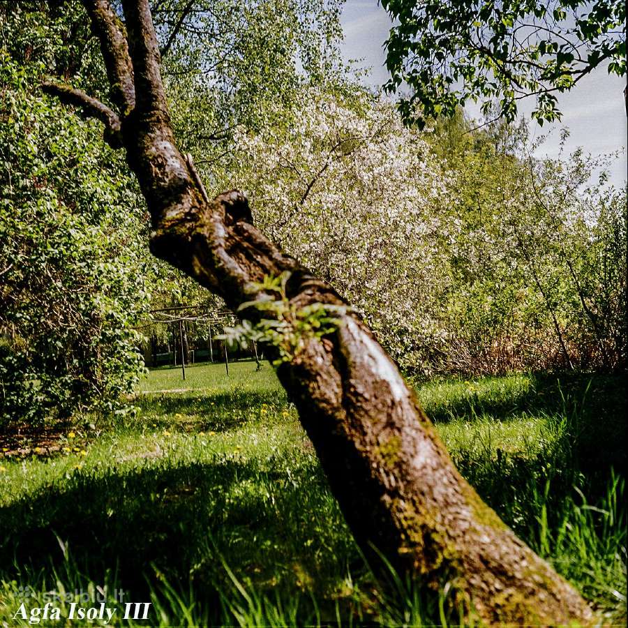 Agfa Isoly III: 44 klasika - nuotraukos Nr. 3