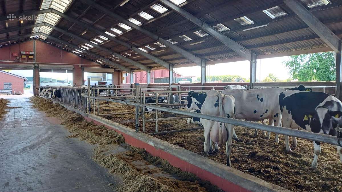 Darbas Vokietijoje melžiant karves 2400–3230 €