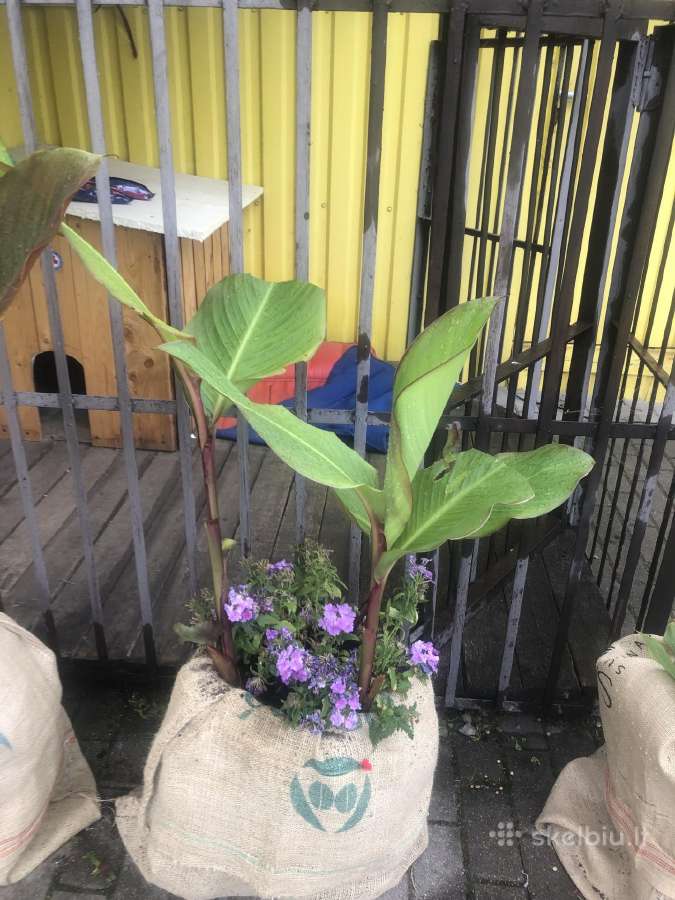 Canna musifolia - nuotraukos Nr. 5