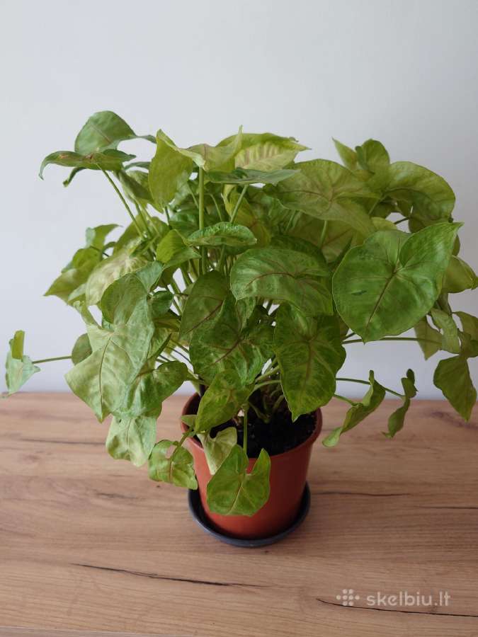 Kambarinė gėlė Syngonium - nuotraukos Nr. 4