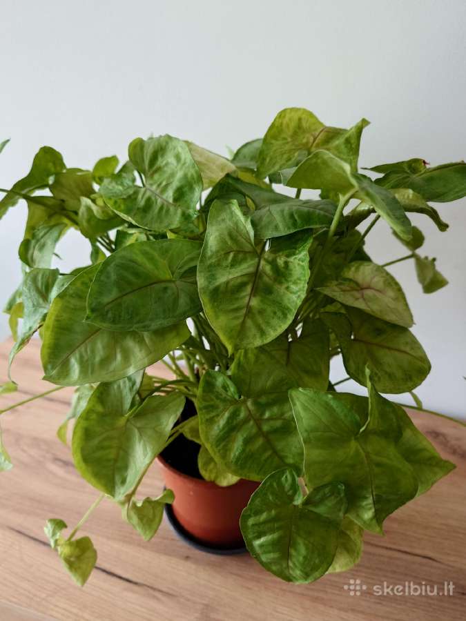 Kambarinė gėlė Syngonium - nuotraukos Nr. 5