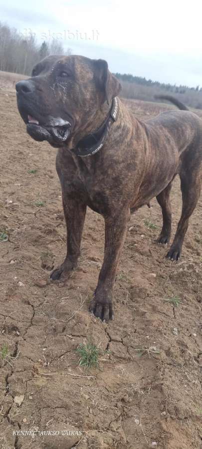 Kanaru dogai(presa Canario)sulaukėme vados - nuotraukos Nr. 10